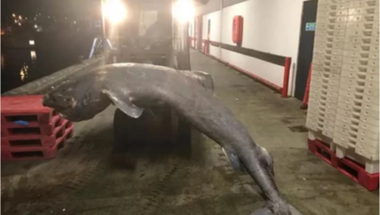 Εξαιρετικά σπάνιος καρχαρίας της Γροιλανδίας ξεβράστηκε στη Βρετανία