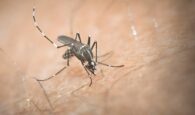 Ρέθυμνο: Το πρόγραμμα των  ψεκασμών για την καταπολέμηση των κουνουπιών από 30 Μαΐου ως 3 Ιουνίου 2022