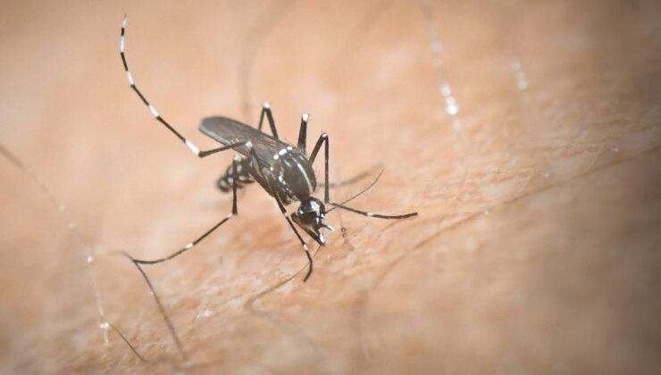 «Ksou – ksou»: Η εφαρμογή στο κινητό που διώχνει τα κουνούπια