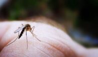 Το πρόγραμμα ψεκασμών για τα κουνούπια στα Χανιά