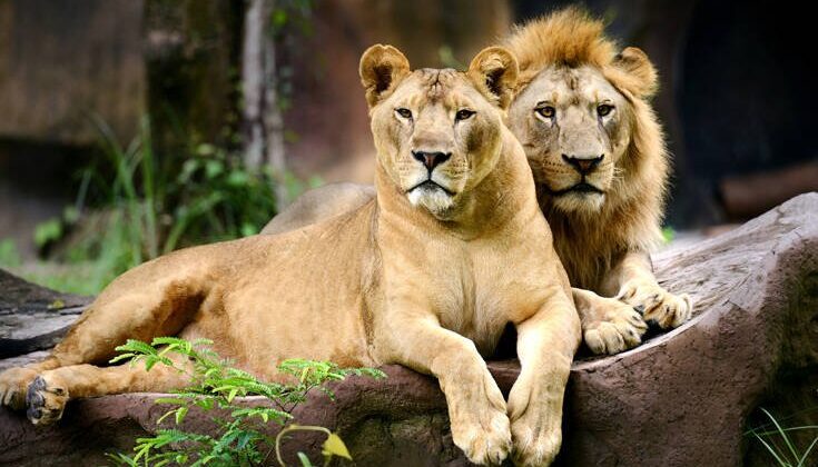 H ορμόνη της αγάπης μετατρέπει τα λιοντάρια σε γατάκια