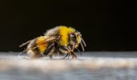 Στις 6 Μαρτίου η Γενική Συνέλευση του μελισσοκομικού συλλόγου Χανίων