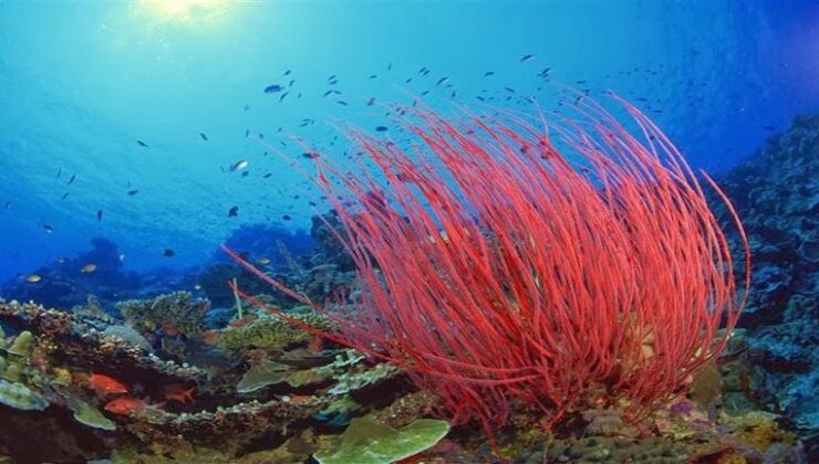 SOS για τα θαλάσσια είδη αν δεν αντιμετωπιστεί η υπερθέρμανση του πλανήτη