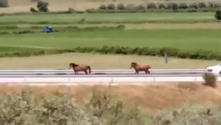 Άγρια άλογα βγήκαν… βόλτα στην Ιονία Οδό – Η τροχαία προσπαθούσε να τα σταματήσει