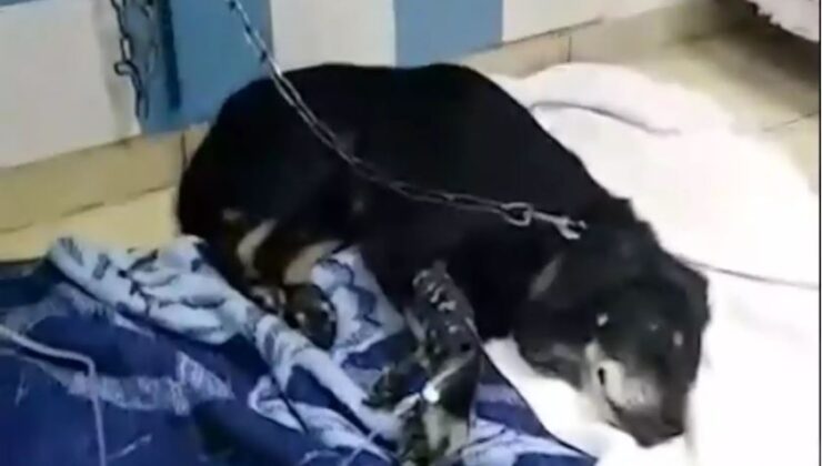 Χανιά: Τι λέει ο 35χρονος που κατηγορείται ότι έσερνε τον σκύλο του με το αυτοκίνητο