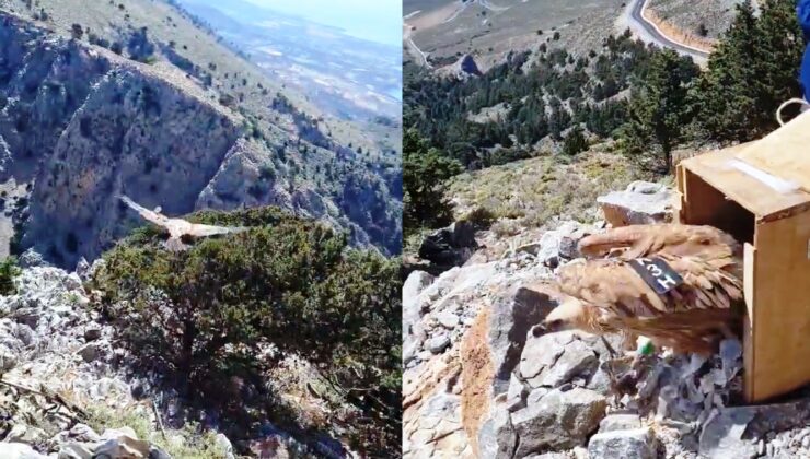Γύπες πετούν και πάλι ελεύθεροι στα βουνά των Σφακίων (φωτο – βίντεο)