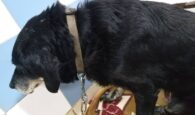 Χανιά: Έσερνε τον σκύλο πίσω από το αυτοκίνητο δεμένο στον προφυλακτήρα