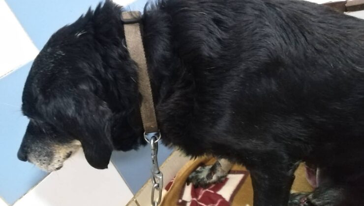 Χανιά: Έσερνε τον σκύλο πίσω από το αυτοκίνητο δεμένο στον προφυλακτήρα
