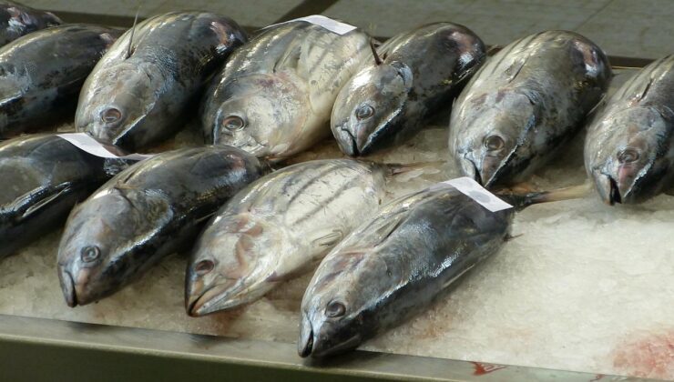 Διακοπή Αλιείας Τόννου (BFT) λόγω εξάντλησης Εθνικής Ποσόστωσης