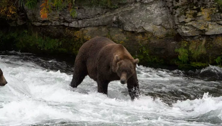 Ισπανία: Βρέθηκε ζωντανή η θηλυκή αρκούδα που χωρίστηκε από το μικρό της όταν δέχτηκαν επίθεση από μεγάλο αρσενικό