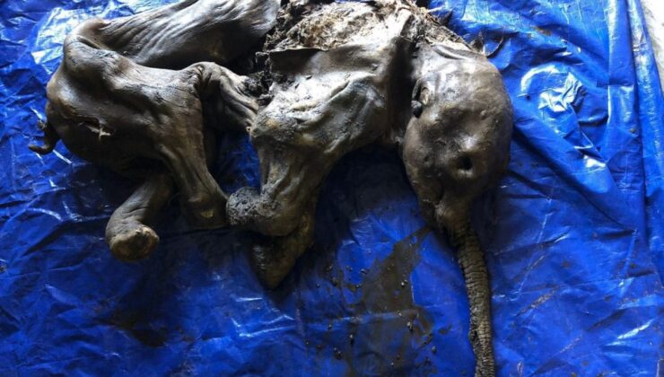 Καναδάς: Ανακαλύφθηκε μωρό μαμούθ ηλικίας 30.000 ετών