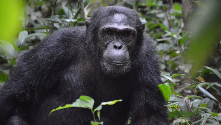Αττικό Ζωολογικό Πάρκο: Κυβερνητική παρέμβαση για τη θανάτωση του χιμπατζή – Στο μικροσκόπιο οι συνθήκες λειτουργίας
