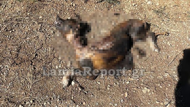 Φρίκη στη Λαμία: Έκαψαν σκύλο ζωντανό