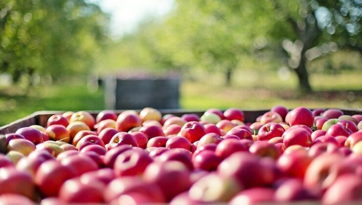 Μήλα – αχλάδια: Η παραγωγή τη νέα σεζόν – Εκτιμήσεις για την Ελλάδα