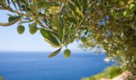 Κρήτη: Μειωμένη η φετινή παραγωγή ελαιολάδου σε σχέση με πέρσι – Σοβαρή καταπόνηση των δέντρων από έλλειψη νερού