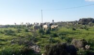 Μάζεψαν 25 αδέσποτα αιγοπρόβατα απο αναδασωτέα περιοχή στην Κάντανο