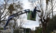 Δήμος Χανίων: Εργασίες κλαδέματος στην οδό Ελ. Βενιζέλου και την οδό Παπαναστασίου