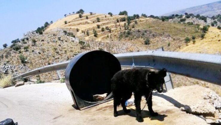 Εντοπίστηκε ένα ακόμη «βαρελόσκυλο» στα Κεραμειά – Συνελήφθη ο «κηδεμόνας» του σκύλου
