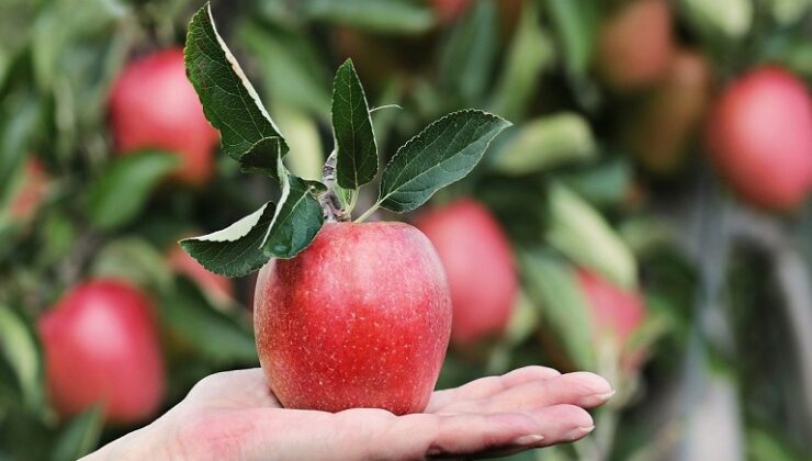 Μήλα: Αξιοποίηση χρηματοδοτικών εργαλείων στήριξης των παραγωγών