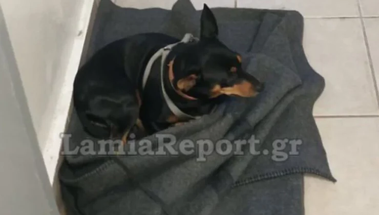 Σκύλος ξέμεινε στο κρατητήριο γιατί το αφεντικό του νοσηλεύεται στο νοσοκομείο στη Φθιώτιδα