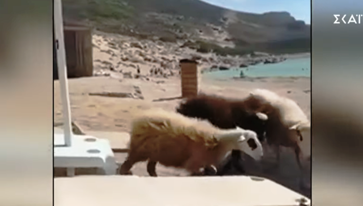 Κύπρος: 65χρονος καταδικάστηκε για κτηνοβασία – Κακοποιούσε ζώα σε κτηνοτροφική μονάδα