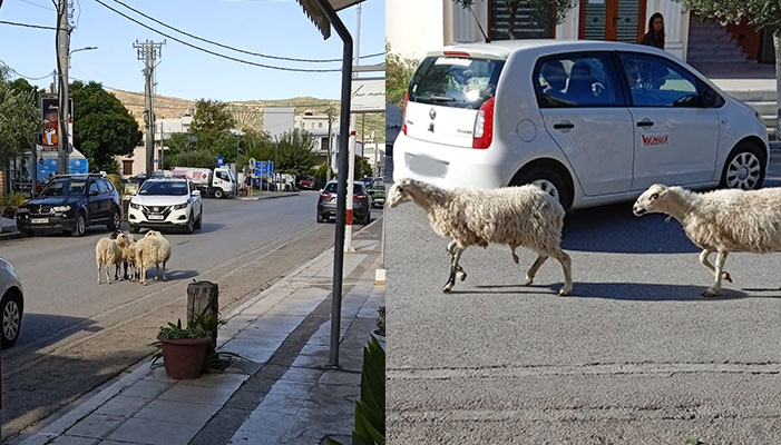 Πρόβατα… συνόδευσαν τον χτυπημένο τους «φίλο» στον κτηνίατρο… στην Κίσαμο (φωτο)