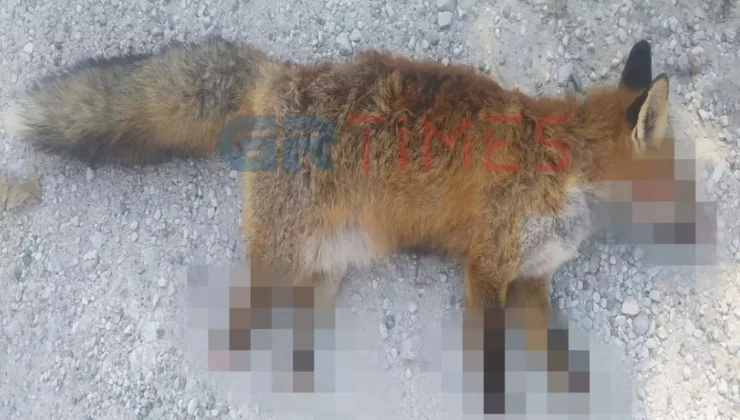 Φρίκη στην Καστοριά: Βασάνισαν και ακρωτηρίασαν αλεπού – To ζώο πέθανε από αιμορραγία