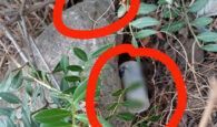 Ηράκλειο: Έκρυβε την κοκαΐνη μέσα σε κορμό ελαιοδέντρου! (φωτο)