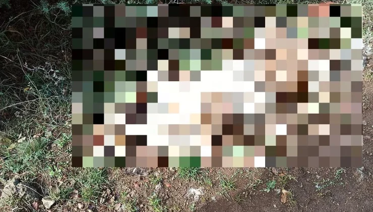 Φιλοζωική εταιρεία επικήρυξε με 1.000 ευρώ τον δράστη που σκότωσε με άγριο τρόπο δύο σκυλιά – Προσοχή σκληρές εικόνες