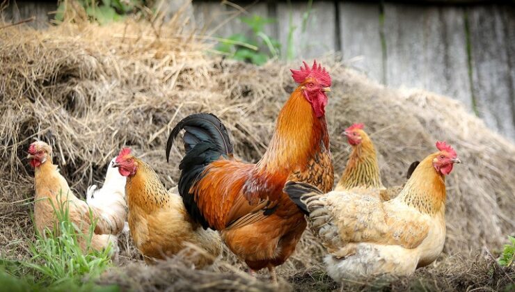 ΠΕΟΠΠ: Μειωμένη η ενίσχυση για τις ζωοτροφές στην πτηνοτροφία