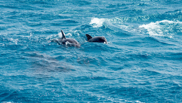 ΑΠΘ: Έριξαν «πικάντικα» δίχτυα για να κρατούν μακριά τα δελφίνια αλλά τους φάνηκαν νόστιμα