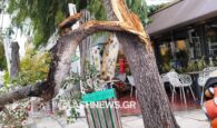 Επικίνδυνα καιρικά φαινόμενα στην Κρήτη – Έπεσαν δέντρα στα Χανιά! (φωτο)