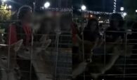 Αδιανόητο περιστατικό: Ομάδα περιέφερε σε κλουβί στην Ερέτρια ζωντανά μικρά ελάφια με αφορμή τις γιορτές (βίντεο)