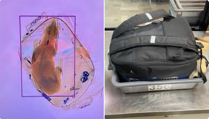 ΗΠΑ: Βρήκαν σκύλο σε βαλίτσα κατά τον έλεγχο αποσκευών στο αεροδρόμιο