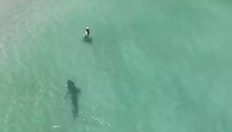 Βίντεο που «κόβει» την ανάσα: Κολυμπούσαν με καρχαρία τίγρη να… παραμονεύει λίγο μακριά