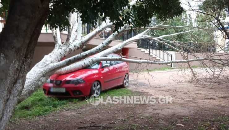 Ηράκλειο: Δέντρο έπεσε και πλάκωσε αυτοκίνητο στο ΠΑΓΝΗ