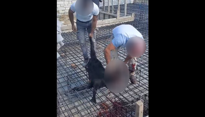 Χανιά: Βίντεο με σφαγή ζώου σε θεμέλια οικοδομής προκαλεί αντιδράσεις