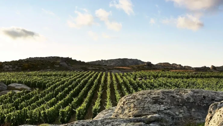 Ανάμεσα στα 21 μεγάλα ελληνικά κρασιά που συμμετέχουν στο “Μουντιάλ” οίνου και 3 κρητικά