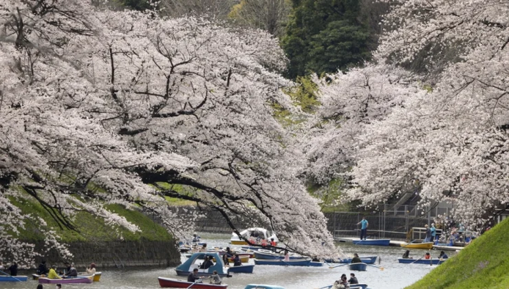 Τόκιο: Νέο… ρεκόρ για τις κερασιές – Άνθισαν 10 μέρες νωρίτερα από το συνηθισμένο