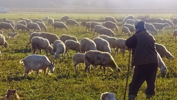 ΚΑΠ: Ποιες δράσεις πάνε ταμείο τους κτηνοτρόφους