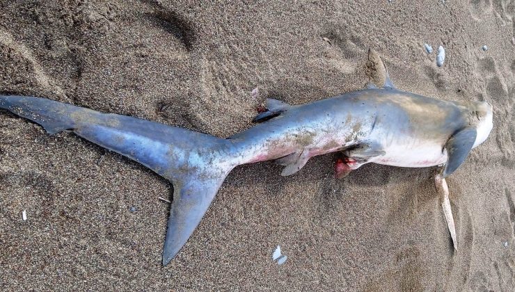 Μεγάλος καρχαρίας ξεβράστηκε σε παραλία της Κισάμου (φωτο)