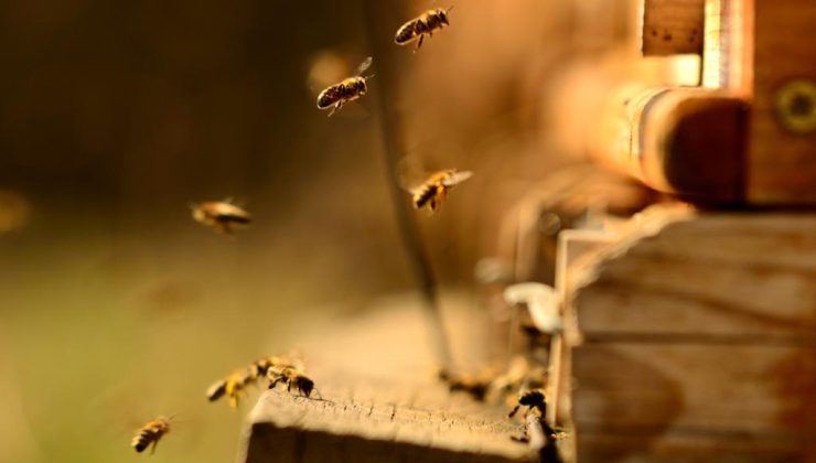 Μελισσοκομία: Άσχημοι οιωνοί για τη φετινή χρονιά