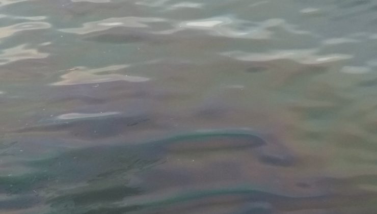 Χανιά: Εκτεταμένη ρύπανση με πετρελαιοειδή στη θάλασσα της Γραμβούσας