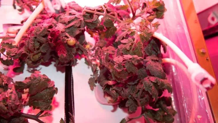 NASA: Έρχονται στη Γη οι πρώτες ντομάτες που καλλιεργήθηκαν στο Διάστημα