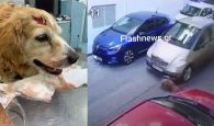 Συνελήφθη η γυναίκα οδηγός που πάτησε εν ψυχρώ τον σκύλο στο Ηράκλειο