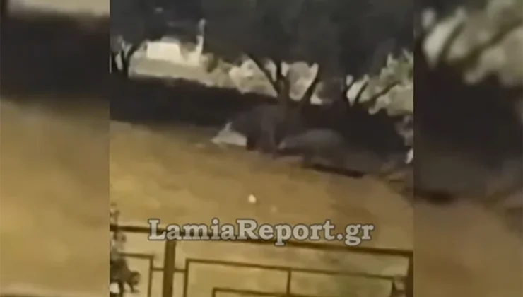Βολτάρουν καθημερινά τα αγριογούρουνα στη Λαμία (βίντεο)
