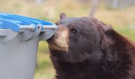 Βίντεο: Αρκούδα πήδηξε από κάδο απορριμμάτων τρομάζοντας διευθυντή σχολείου