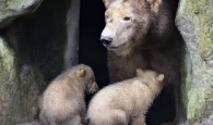 Φλώρινα: Η στιγμή που τρία μικρά αρκουδάκια εγκλωβίζονται σε φράγμα – Η απελπισία της μαμάς αρκούδας (βίντεο)