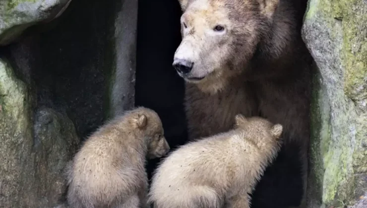 Φλώρινα: Η στιγμή που τρία μικρά αρκουδάκια εγκλωβίζονται σε φράγμα – Η απελπισία της μαμάς αρκούδας (βίντεο)