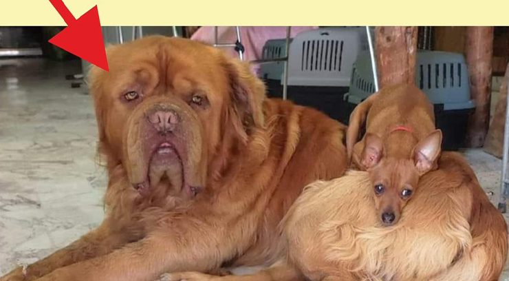 Χανιά: Χάθηκε σκύλος, μην φοβηθείτε τα 70 κιλά του